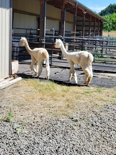 Alpacas at Marquam Hill Ranch