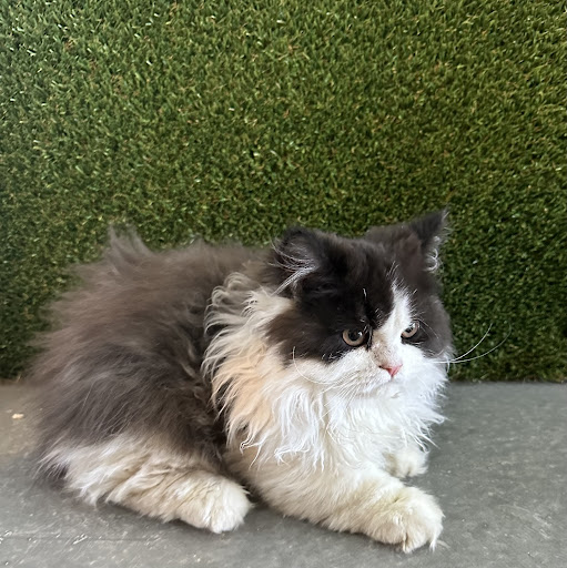 Diamond Pets - Visual