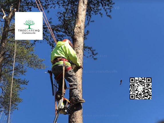 Tree Trimming Service