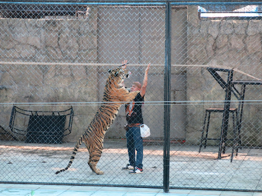 Samui Aquarium & Tiger Zoo - Thumbnail