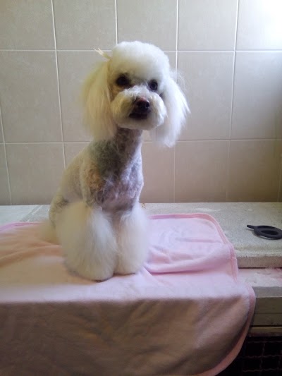 Photos of Animalia Adopta