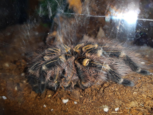 Tarantula Canada - Visual
