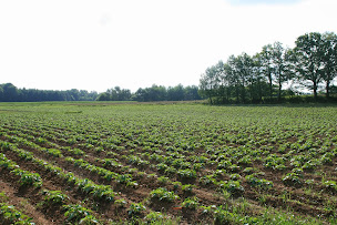 Photo n°1 de Légumes Geert & Inge Meester à Saint-Hilaire-les-Places (Primeur)