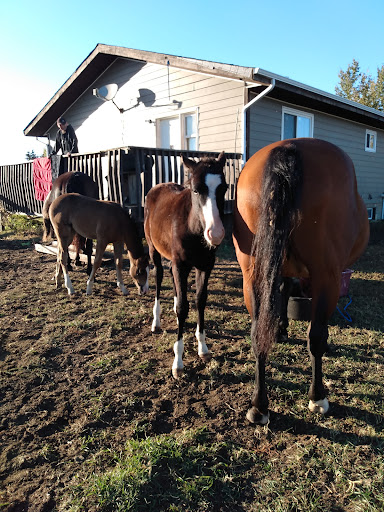SB Ranch - Visual