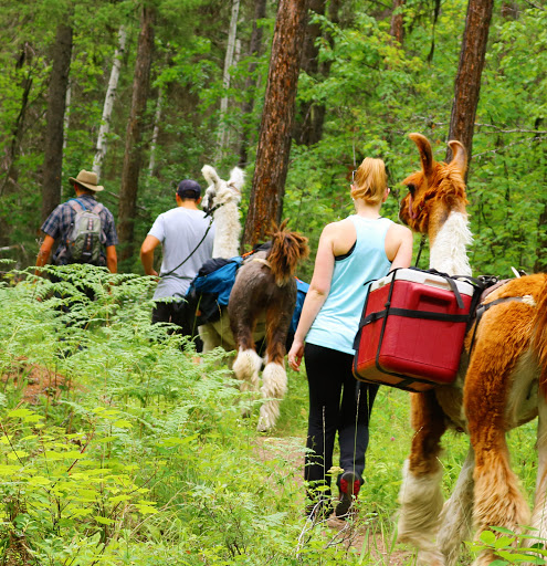 Swan Mountain Llama Trekking
