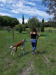 Photo n°19 de Éducation canine, élevage de berger australien la Bélaurendière . Chez Noémie, Rognes (13) à Rognes (École d'éducation spécialisée)