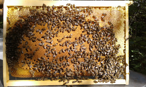 Photo de Miellerie de La Ragotière à Rouillé (86480)