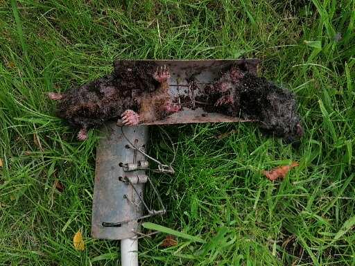 A & R Pest Control Limited - Thumbnail