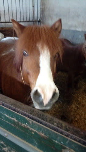 Comentarii opinii despre Société Hippique de Mulhouse