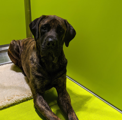 PetSuites Murfreesboro - Thumbnail