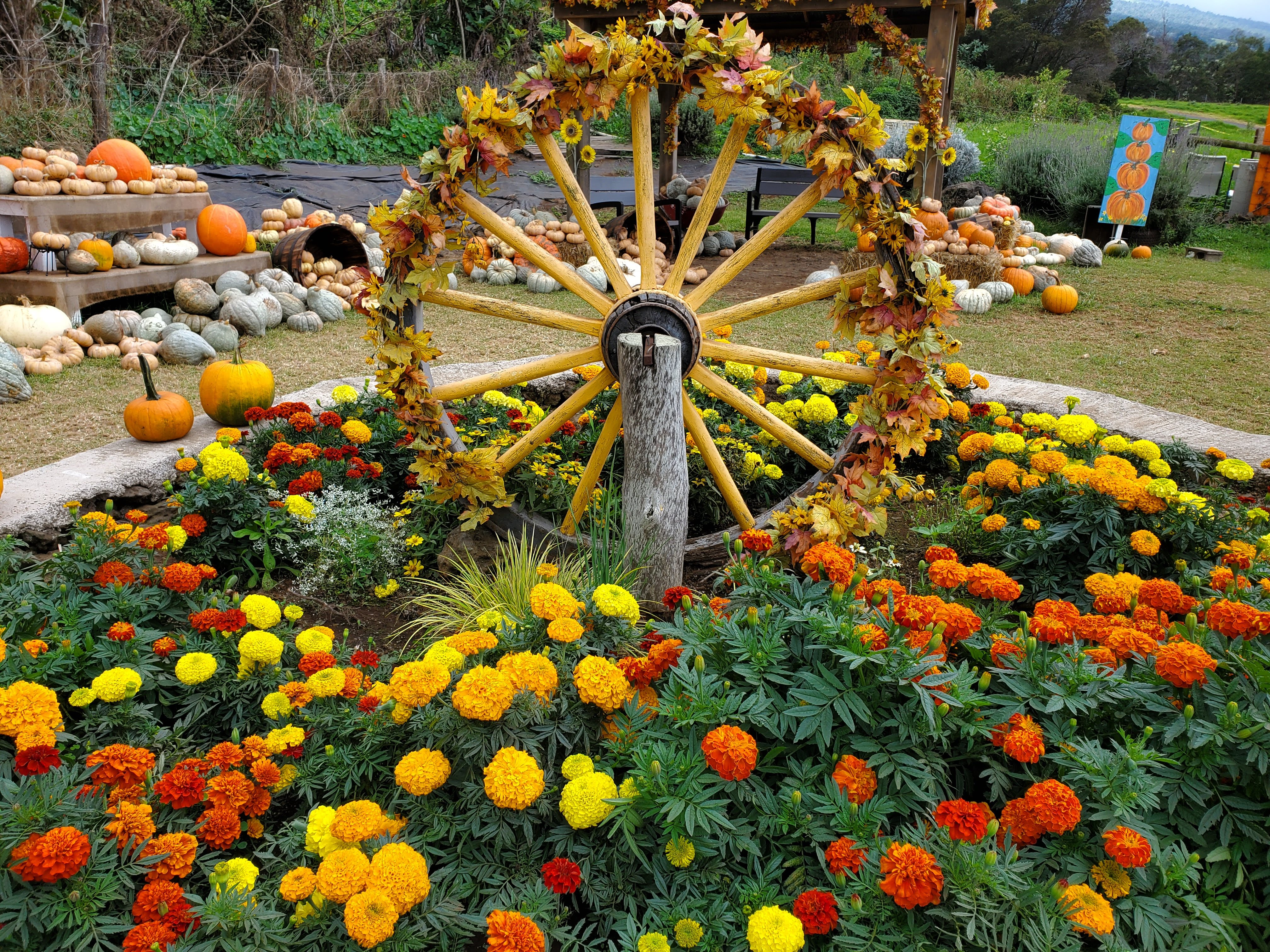 Kula Country Farms