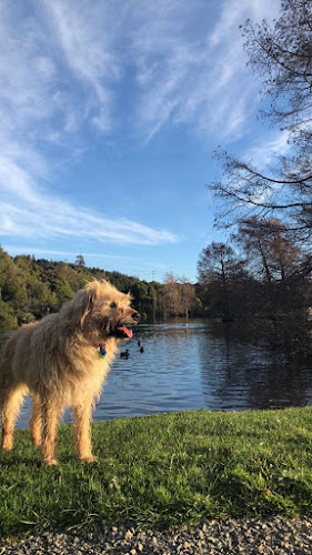 Comentarii opinii despre Maidstone Veterinary Clinic