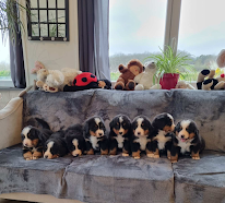 Paradis du Domaine du Bouquet à Labarthe