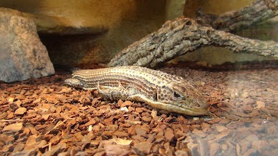 Photos of Gettorf Zoo