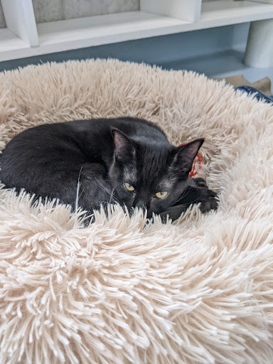 Watauga Humane Society - Thumbnail