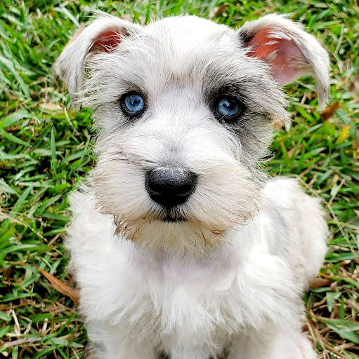 Lake Martin mini schnauzers and toy poodles - Thumbnail