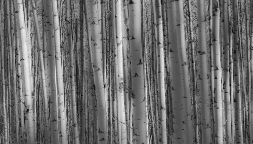 Neubert Law Office LLC