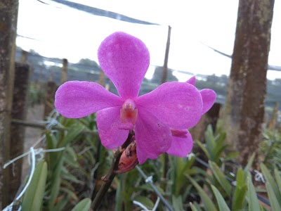 Photos of Dancan Archid Garden