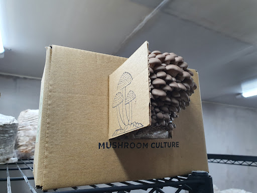 Mushroom Culture - Thumbnail