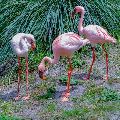 Lesser Flamingo Exhibit