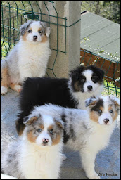 Photo n°12 de Elevage DI U VECCHIU à Venaco (Éleveur de chiens)