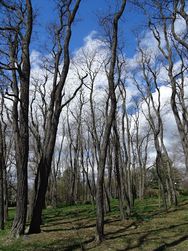 Rockcliffe Park Public School - Thumbnail