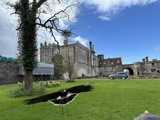 Walks With Hawks Ltd Gallery - United Kingdom
