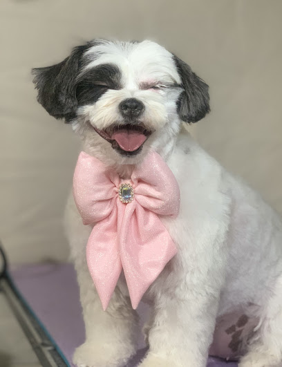 Coatology Pet Studio LLC