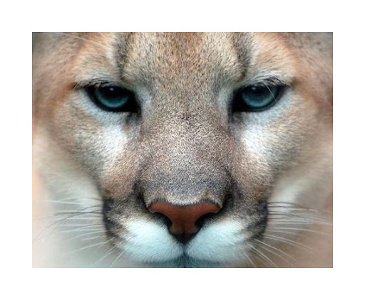 Cougar Computers Ltd - Thumbnail