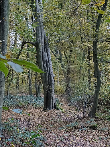 Foret de phalempin Gallery - France