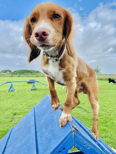 Allisons Kennels - Thumbnail