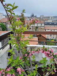 Photo n°18 de Agence Jardinage à Le Cendre (Architecte paysagiste)