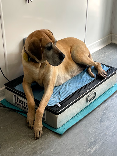 Buxton K9 Hydrotherapy & Raw Food - Thumbnail