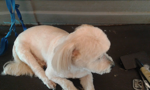 Mobile Groomers