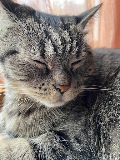 Humane Society of Douglas County - Thumbnail