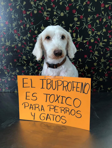 clinica veterinaria vidrieros