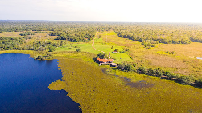 Caiman, Pantanal by null