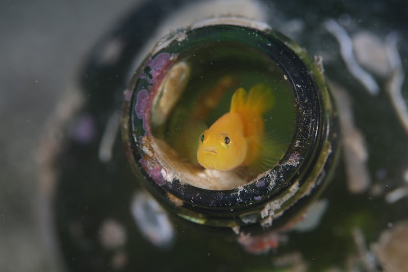 ダイビングスクールなみよいくじら