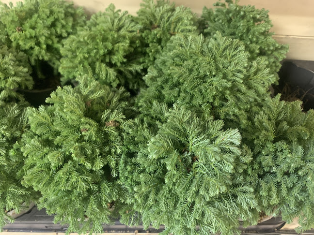 Cityflora&plants Open Times
