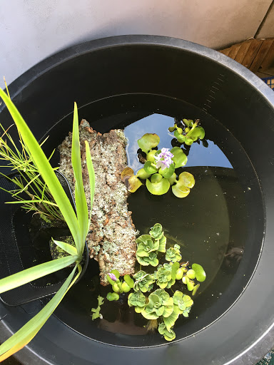 Azienda Natura Viva Padova Di Sposito Manuela - Thumbnail