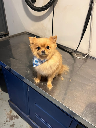 Mascotte Pet Care & Groom - Thumbnail