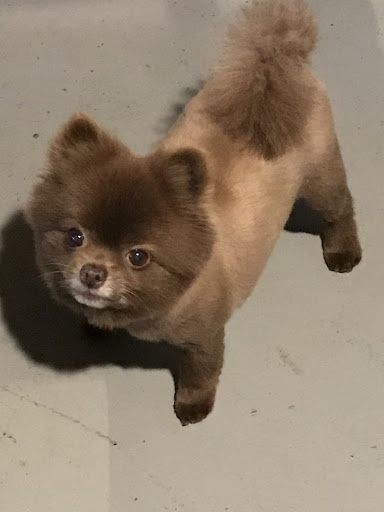 Love Your Pet Grooming Shop - Thumbnail