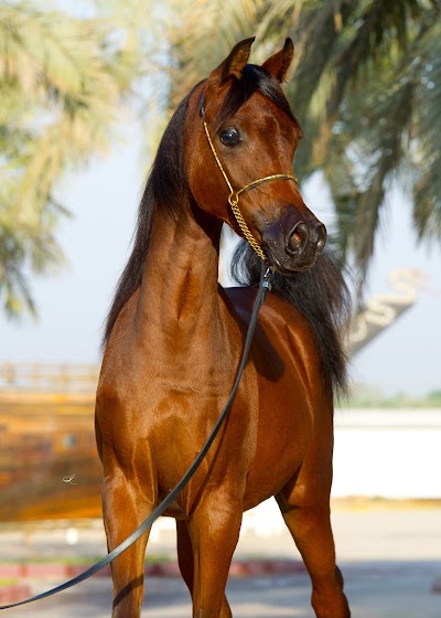 Photos of ALWARD ARABIANS