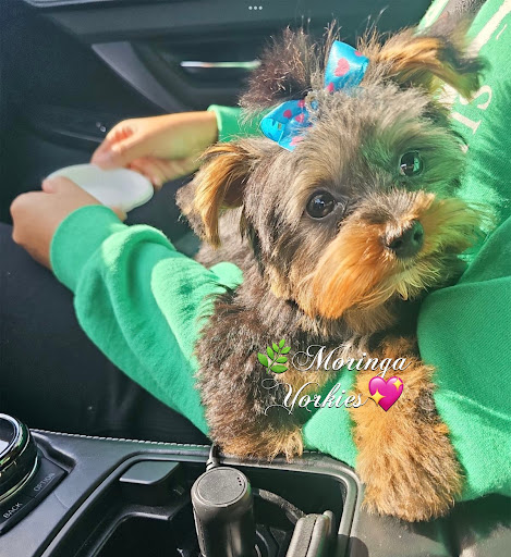 MORINGA YORKIE TERRIERS * TOP QUALITY TEACUP & TOY YORKIE PUPPIES CALIFORNIA - Thumbnail