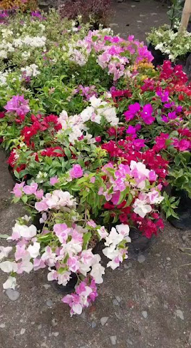 Opinii despre Vivero Las Acascias în Guadalajara de Buga - Centro de jardinería