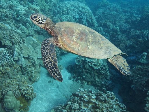 Maui Pacific Divers & Private Charters - Thumbnail