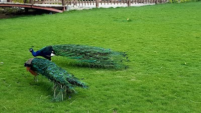 Photos of Bird Garden