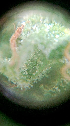 Horarios de Museo del Cannabis - JUNGLA