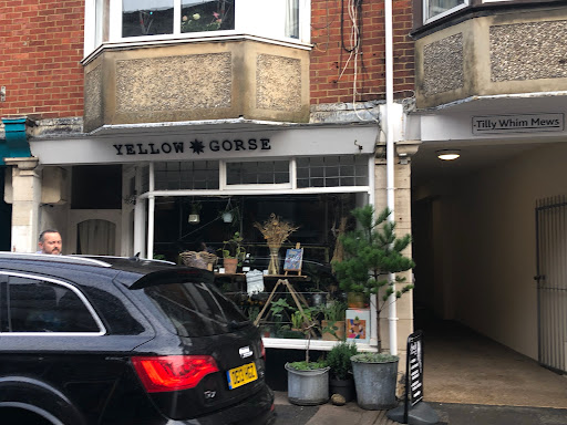 Yellow Gorse - Visual