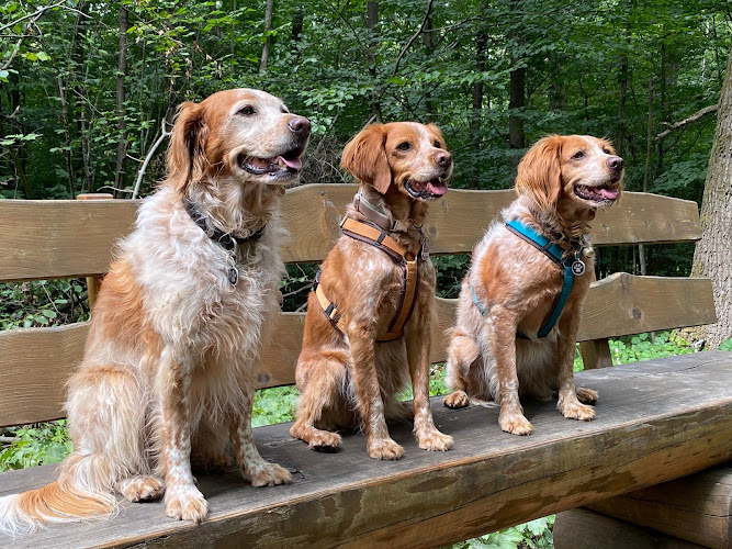 teamdogs-hagen Hundeschule Elke Hoppmann photo